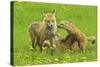 American Red Fox (Vulpes Vulpes Fulva) Mother And Two Cubs Playing-George Sanker-Stretched Canvas