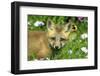 American Red Fox (Vulpes vulpes fulva) ten-weeks old cub, close-up of head, Montana-Jurgen & Christine Sohns-Framed Photographic Print