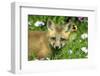 American Red Fox (Vulpes vulpes fulva) ten-weeks old cub, close-up of head, Montana-Jurgen & Christine Sohns-Framed Photographic Print