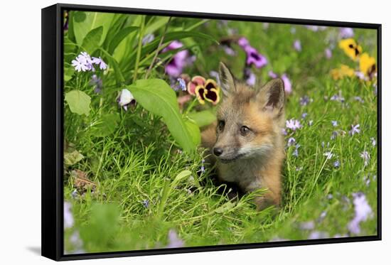 American Red Fox (Vulpes vulpes fulva) ten-weeks old cub, resting amongst flowers in meadow-Jurgen & Christine Sohns-Framed Stretched Canvas