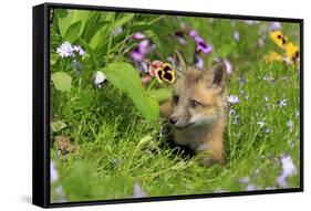 American Red Fox (Vulpes vulpes fulva) ten-weeks old cub, resting amongst flowers in meadow-Jurgen & Christine Sohns-Framed Stretched Canvas