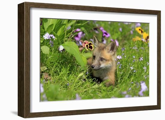 American Red Fox (Vulpes vulpes fulva) ten-weeks old cub, resting amongst flowers in meadow-Jurgen & Christine Sohns-Framed Photographic Print