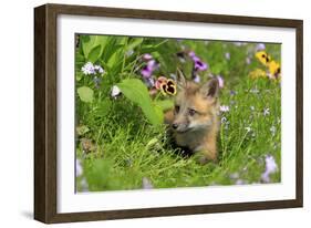 American Red Fox (Vulpes vulpes fulva) ten-weeks old cub, resting amongst flowers in meadow-Jurgen & Christine Sohns-Framed Photographic Print