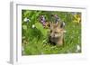 American Red Fox (Vulpes vulpes fulva) ten-weeks old cub, resting amongst flowers in meadow-Jurgen & Christine Sohns-Framed Photographic Print