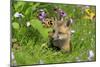 American Red Fox (Vulpes vulpes fulva) ten-weeks old cub, resting amongst flowers in meadow-Jurgen & Christine Sohns-Mounted Photographic Print