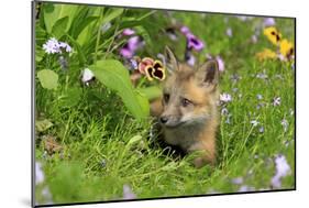 American Red Fox (Vulpes vulpes fulva) ten-weeks old cub, resting amongst flowers in meadow-Jurgen & Christine Sohns-Mounted Photographic Print