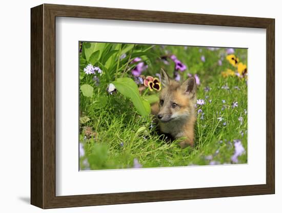 American Red Fox (Vulpes vulpes fulva) ten-weeks old cub, resting amongst flowers in meadow-Jurgen & Christine Sohns-Framed Photographic Print