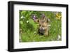 American Red Fox (Vulpes vulpes fulva) ten-weeks old cub, resting amongst flowers in meadow-Jurgen & Christine Sohns-Framed Photographic Print