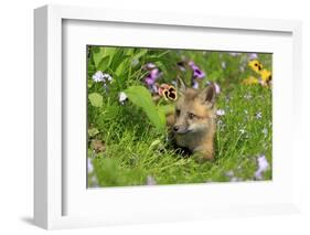 American Red Fox (Vulpes vulpes fulva) ten-weeks old cub, resting amongst flowers in meadow-Jurgen & Christine Sohns-Framed Photographic Print