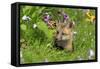 American Red Fox (Vulpes vulpes fulva) ten-weeks old cub, resting amongst flowers in meadow-Jurgen & Christine Sohns-Framed Stretched Canvas