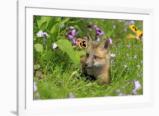 American Red Fox (Vulpes vulpes fulva) ten-weeks old cub, resting amongst flowers in meadow-Jurgen & Christine Sohns-Framed Photographic Print