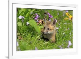 American Red Fox (Vulpes vulpes fulva) ten-weeks old cub, resting amongst flowers in meadow-Jurgen & Christine Sohns-Framed Photographic Print