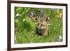 American Red Fox (Vulpes vulpes fulva) ten-weeks old cub, resting amongst flowers in meadow-Jurgen & Christine Sohns-Framed Photographic Print