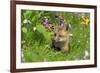 American Red Fox (Vulpes vulpes fulva) ten-weeks old cub, resting amongst flowers in meadow-Jurgen & Christine Sohns-Framed Photographic Print