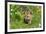 American Red Fox (Vulpes vulpes fulva) ten-weeks old cub, resting amongst flowers in meadow-Jurgen & Christine Sohns-Framed Photographic Print