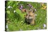 American Red Fox (Vulpes vulpes fulva) ten-weeks old cub, resting amongst flowers in meadow-Jurgen & Christine Sohns-Stretched Canvas