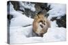 American Red Fox (Vulpes Vulpes Fulves), Montana, United States of America, North America-Janette Hil-Stretched Canvas