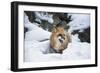 American Red Fox (Vulpes Vulpes Fulves), Montana, United States of America, North America-Janette Hil-Framed Photographic Print