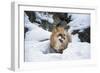 American Red Fox (Vulpes Vulpes Fulves), Montana, United States of America, North America-Janette Hil-Framed Photographic Print