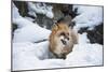 American Red Fox (Vulpes Vulpes Fulves), Montana, United States of America, North America-Janette Hil-Mounted Photographic Print