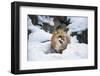 American Red Fox (Vulpes Vulpes Fulves), Montana, United States of America, North America-Janette Hil-Framed Photographic Print