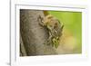 American red squirrel collecting, Douglas Fir cones, Montana, USA. October-Phil Savoie-Framed Photographic Print