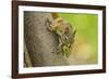 American red squirrel collecting, Douglas Fir cones, Montana, USA. October-Phil Savoie-Framed Photographic Print