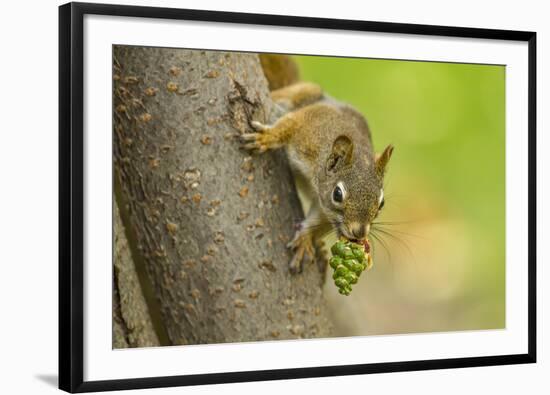 American red squirrel collecting, Douglas Fir cones, Montana, USA. October-Phil Savoie-Framed Photographic Print