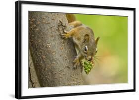 American red squirrel collecting, Douglas Fir cones, Montana, USA. October-Phil Savoie-Framed Photographic Print