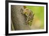 American red squirrel collecting, Douglas Fir cones, Montana, USA. October-Phil Savoie-Framed Photographic Print