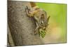 American red squirrel collecting, Douglas Fir cones, Montana, USA. October-Phil Savoie-Mounted Photographic Print