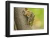 American red squirrel collecting, Douglas Fir cones, Montana, USA. October-Phil Savoie-Framed Photographic Print