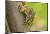 American red squirrel collecting, Douglas Fir cones, Montana, USA. October-Phil Savoie-Mounted Photographic Print