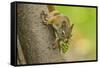 American red squirrel collecting, Douglas Fir cones, Montana, USA. October-Phil Savoie-Framed Stretched Canvas