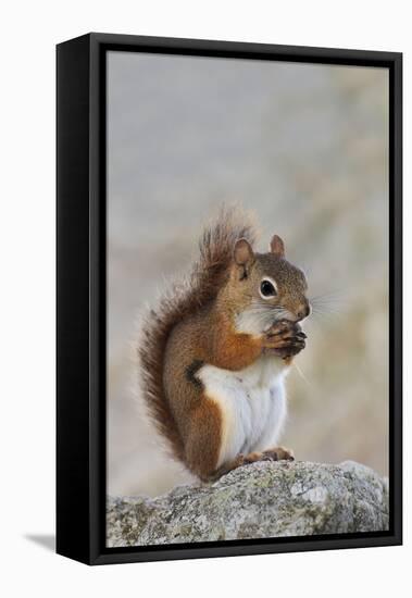 American Red Squirrel Eating a Nut-null-Framed Stretched Canvas