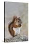 American Red Squirrel Eating a Nut-null-Stretched Canvas