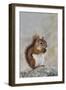 American Red Squirrel Eating a Nut-null-Framed Photographic Print