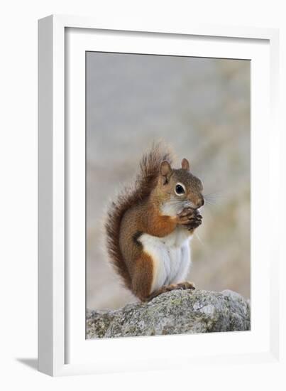 American Red Squirrel Eating a Nut-null-Framed Photographic Print