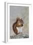 American Red Squirrel Eating a Nut-null-Framed Photographic Print