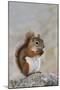 American Red Squirrel Eating a Nut-null-Mounted Photographic Print