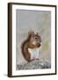 American Red Squirrel Eating a Nut-null-Framed Photographic Print