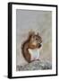 American Red Squirrel Eating a Nut-null-Framed Photographic Print