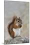 American Red Squirrel Eating a Nut-null-Mounted Photographic Print