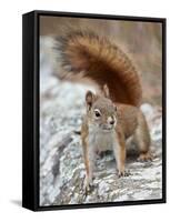 American Red Squirrel (Red Squirrel) (Spruce Squirrel) (Tamiasciurus Hudsonicus), Custer State Park-James Hager-Framed Stretched Canvas