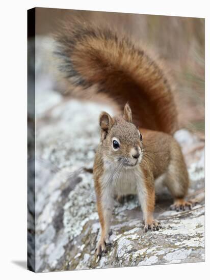 American Red Squirrel (Red Squirrel) (Spruce Squirrel) (Tamiasciurus Hudsonicus), Custer State Park-James Hager-Stretched Canvas