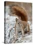 American Red Squirrel (Red Squirrel) (Spruce Squirrel) (Tamiasciurus Hudsonicus), Custer State Park-James Hager-Stretched Canvas