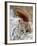 American Red Squirrel (Red Squirrel) (Spruce Squirrel) (Tamiasciurus Hudsonicus), Custer State Park-James Hager-Framed Photographic Print