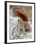 American Red Squirrel (Red Squirrel) (Spruce Squirrel) (Tamiasciurus Hudsonicus), Custer State Park-James Hager-Framed Photographic Print