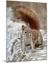 American Red Squirrel (Red Squirrel) (Spruce Squirrel) (Tamiasciurus Hudsonicus), Custer State Park-James Hager-Mounted Photographic Print