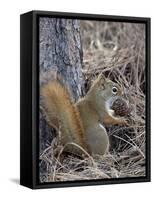 American Red Squirrel (Red Squirrel) (Spruce Squirrel) (Tamiasciurus Hudsonicus) with a Pine Cone-James Hager-Framed Stretched Canvas